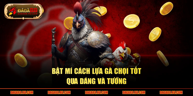 Bật mí cách lựa gà chọi tốt qua dáng và tướng