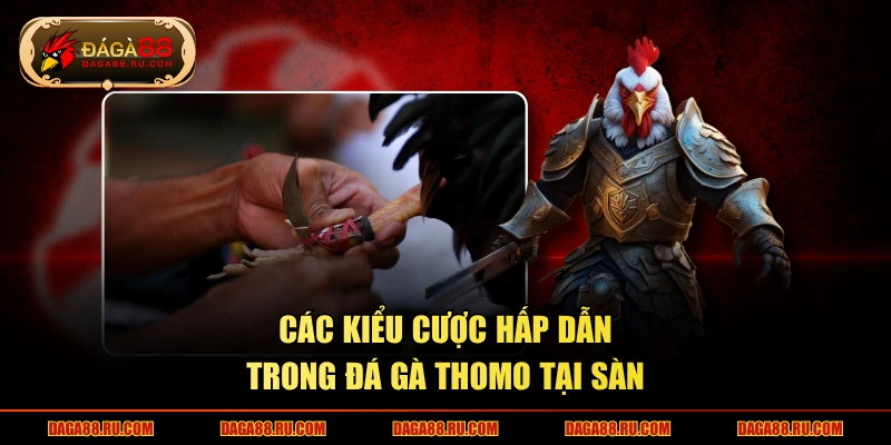 Các kiểu cược hấp dẫn trong đá gà Thomo tại sàn 