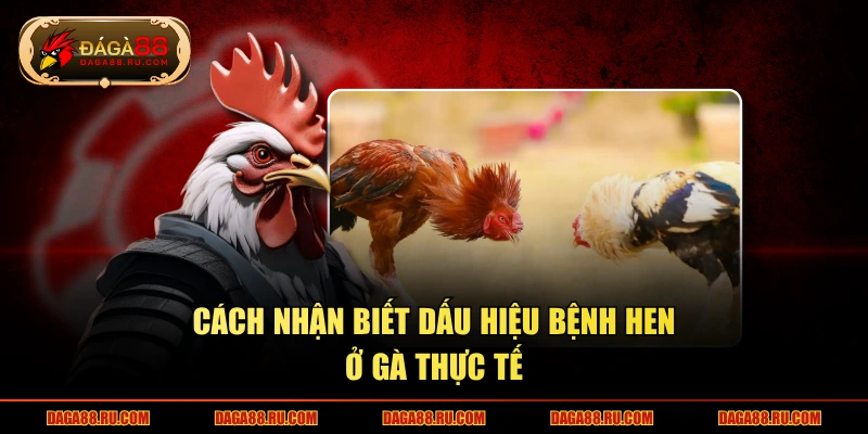 Cách nhận biết dấu hiệu bệnh hen ở gà thực tế