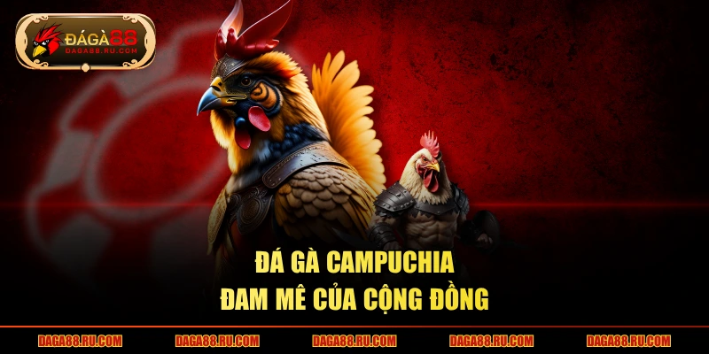 Đá gà Campuchia đam mê của cộng đồng