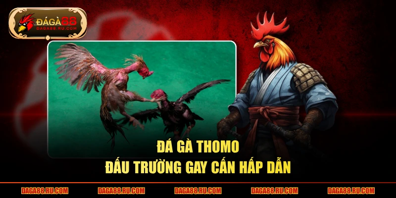 Đá gà Thomo – đấu trường gay cấn hấp dẫn