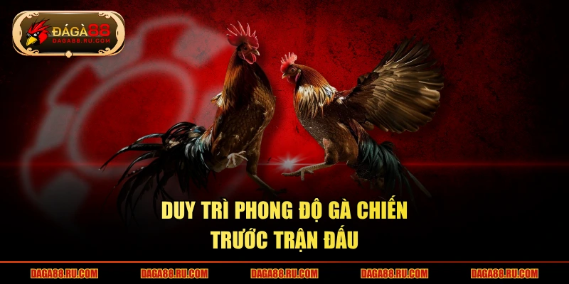 Duy trì phong độ gà chiến trước trận đấu
