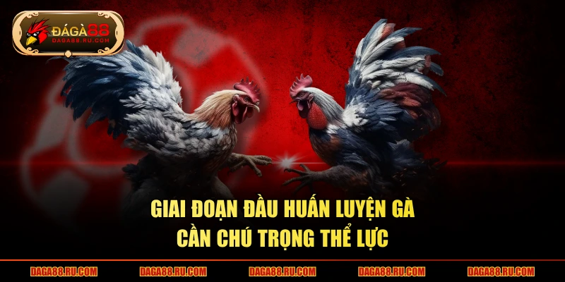 Giai đoạn đầu huấn luyện gà cần chú trọng thể lực