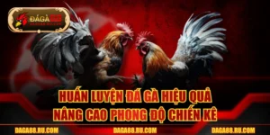 Huấn Luyện Đá Gà