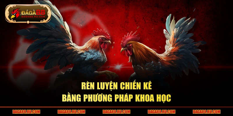 Rèn luyện chiến kê bằng phương pháp khoa học