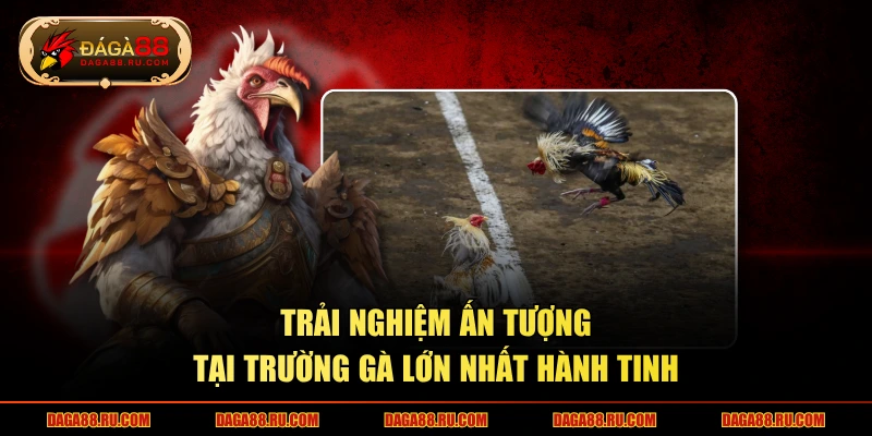 Trải nghiệm ấn tượng tại trường gà lớn nhất hành tinh