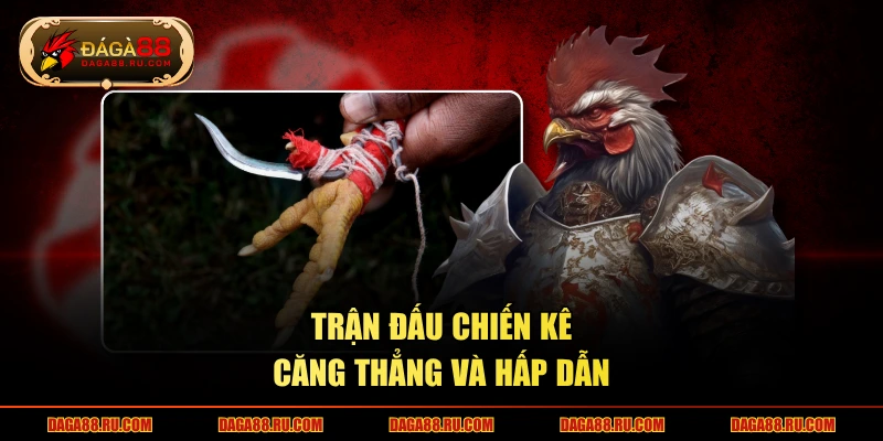 Trận đấu chiến kê căng thẳng và hấp dẫn