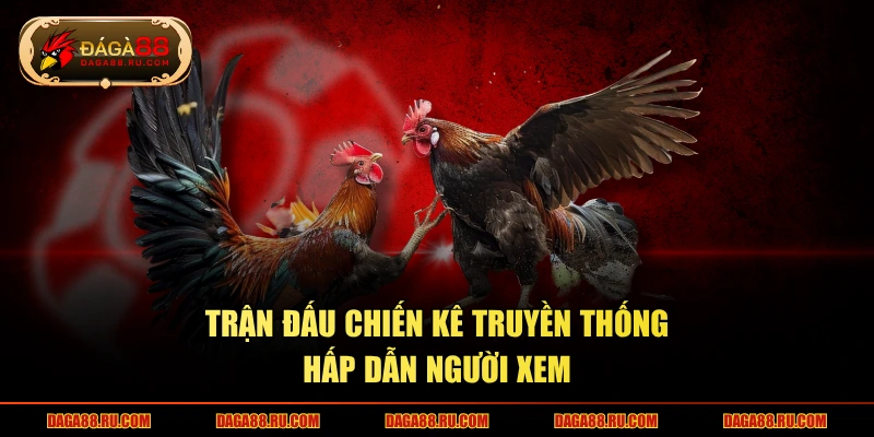 Trận đấu chiến kê truyền thống hấp dẫn người xem