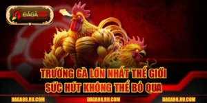 Trường Gà Lớn Nhất Thế Giới